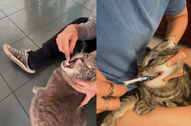 Cat Owners Can (Almost) All Agree on One Thing Cat Owners Can (Almost) All Agree on One Thing